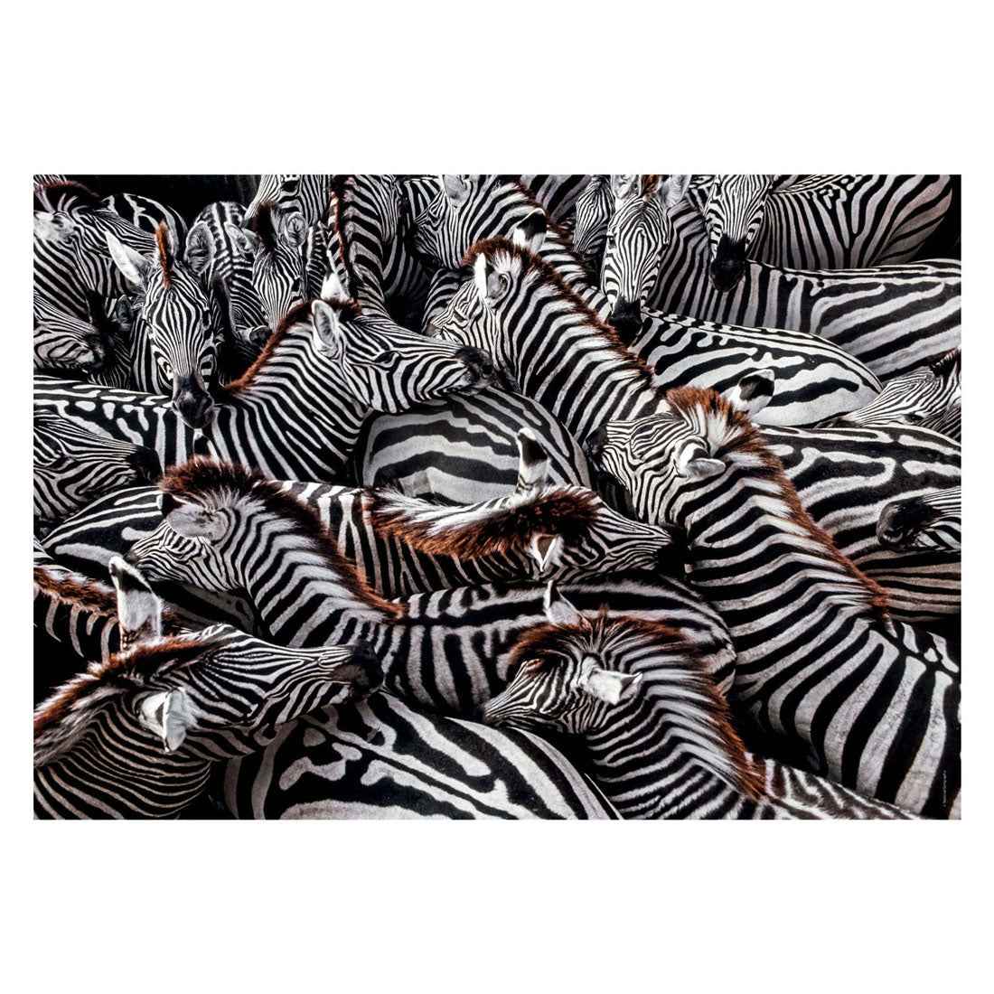 Clementoni Legpuzzel National Geographics - Zebra 1000 stukjes