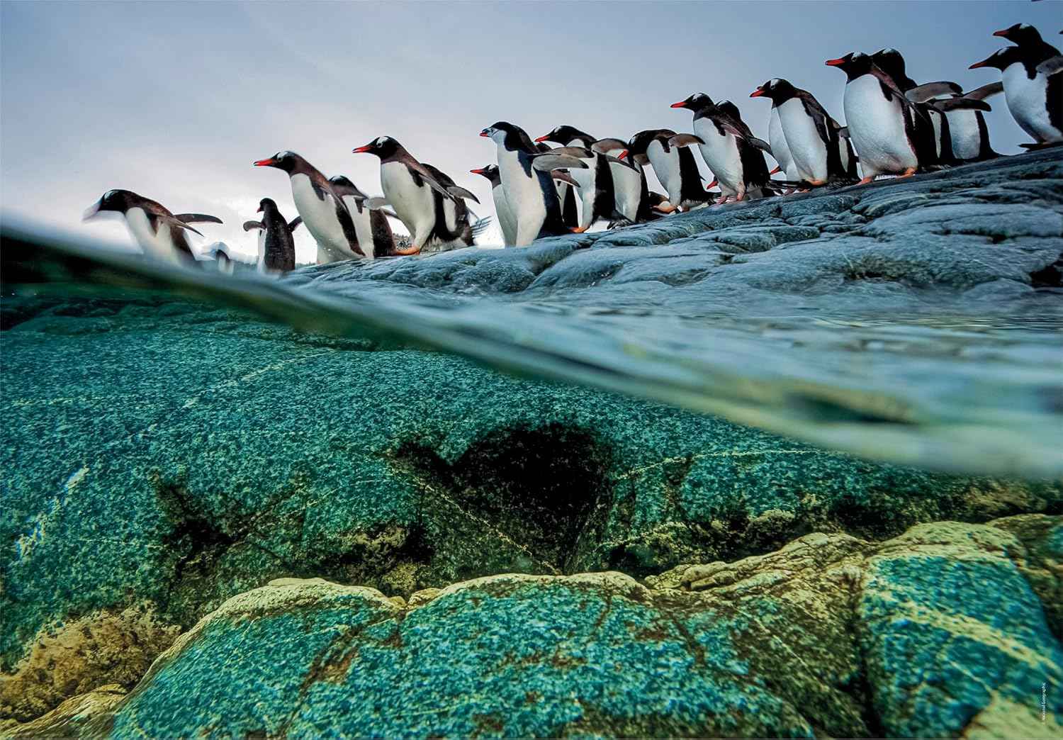 Clementoni Legpuzzel National Geographics - Pinguïn 1000 stukjes