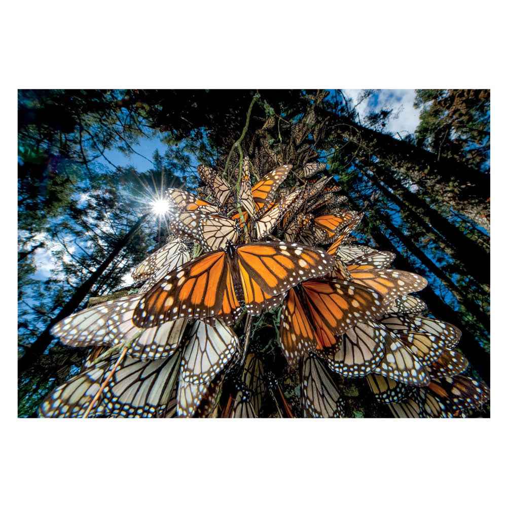 Clementoni Puzzle National Geographics – Schmetterling, 1000 Teile
