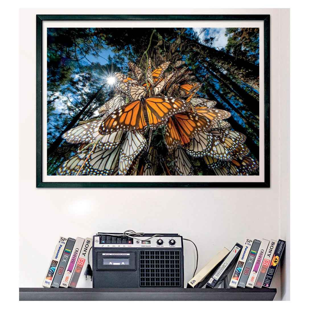 Clementoni Puzzle National Geographics – Schmetterling, 1000 Teile