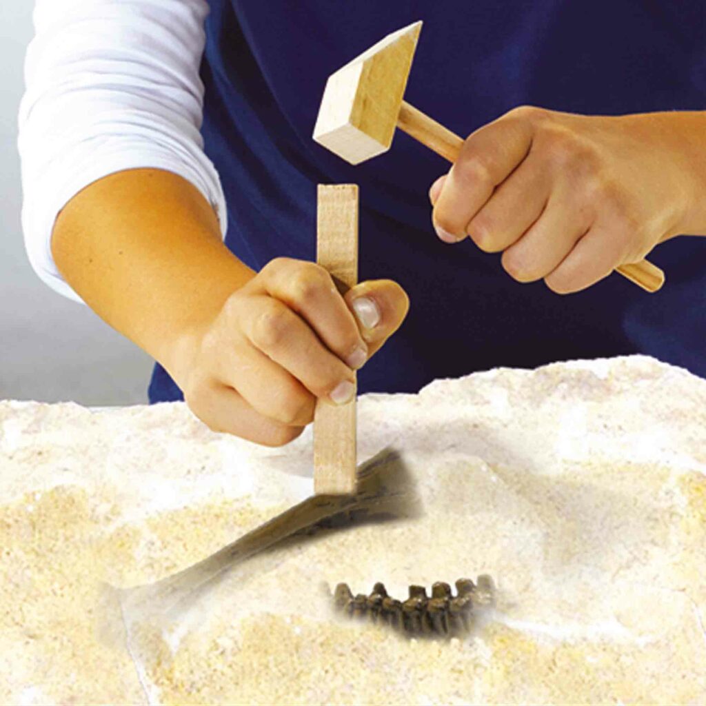 SES Dino en skelet opgraven 2 in 1 – Triceratops